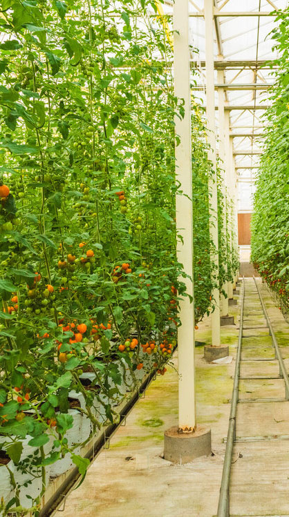 Hot galvanized(aluminium) production line